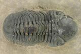 Detailed Reedops Trilobite - Atchana, Morocco #319930-2